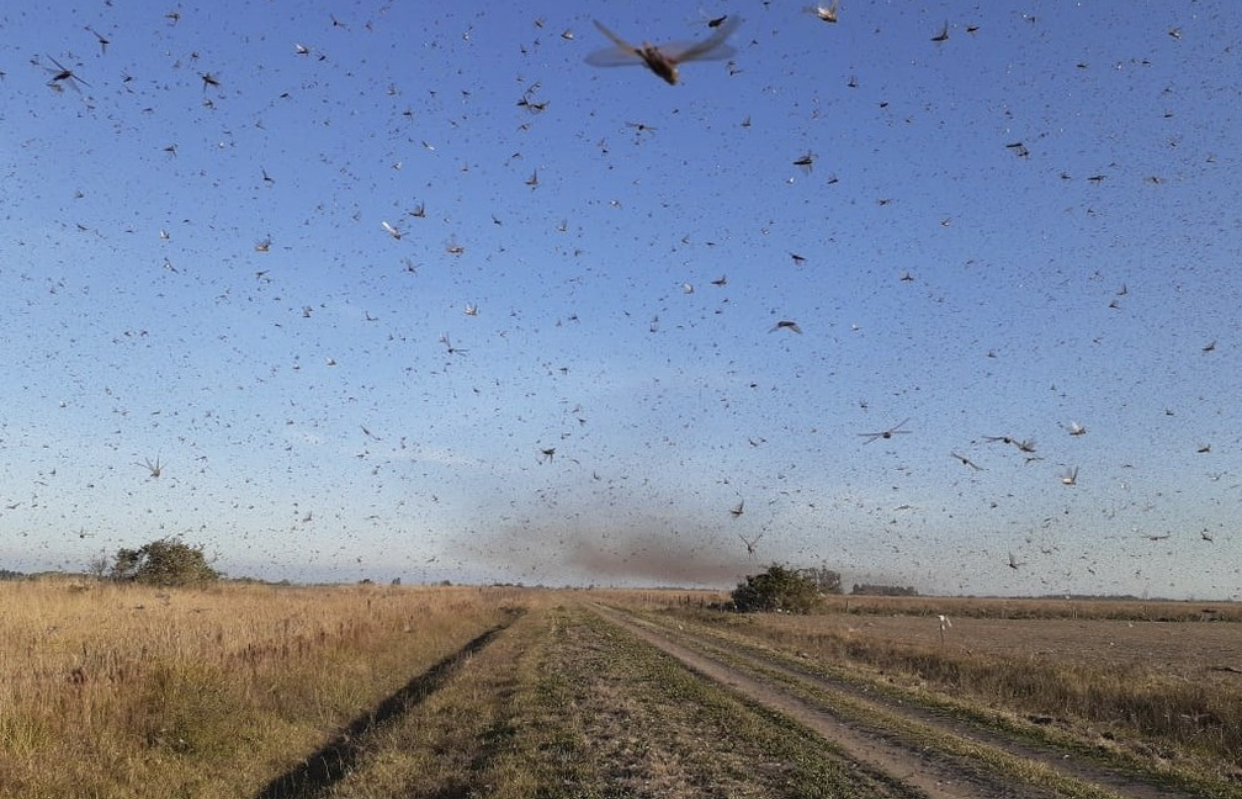 Nuvem de gafanhotos ataca lavouras na Argentina ?- Foto: Divulgação/Governo da Província de Córdoba